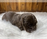 Small #4 Labrador Retriever