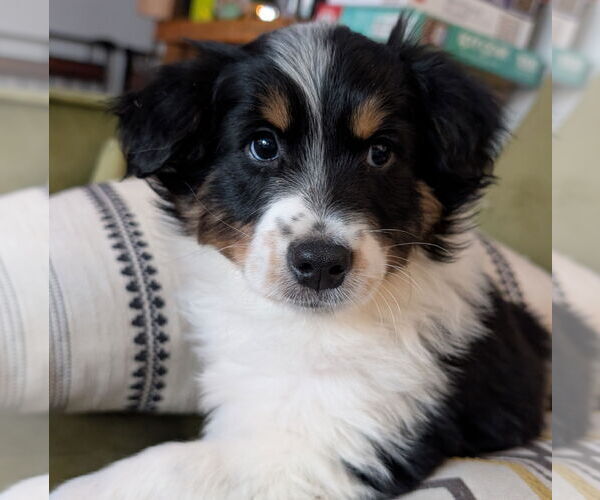 Medium Photo #1 Mutt Puppy For Sale in Brooklyn Center, MN, USA