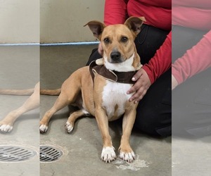 Carolina Dog-Unknown Mix Dogs for adoption in Amarillo, TX, USA