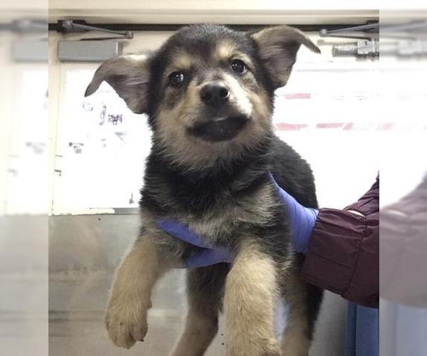 Medium Photo #3 German Shepherd Dog-Unknown Mix Puppy For Sale in Riverside, CA, USA