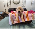 Puppy Girl G7 Golden Retriever