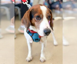 Bogart - Male Beagle Dog for Adoption - Photo #9