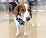 Small Photo #9 Beagle Puppy For Sale in Mundelein, IL, USA