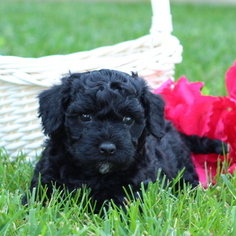Cavachon Puppy for sale in GAP, PA, USA