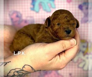 Poodle (Toy) Puppy for sale in WINNSBORO, LA, USA