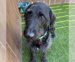 Small #2 Miniature Labradoodle