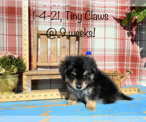 Dachshund Puppy for sale in ACTON, CA, USA