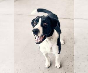 Border Collie-Great Pyrenees Mix Dogs for adoption in Bakersfield, CA, USA