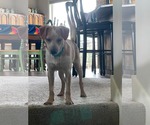 Small #1 Chihuahua Mix