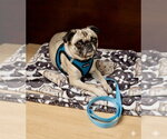 Small #9 Pug