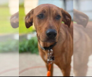 Bear - Male Labrador Retriever-Unknown Mix Dog for Adoption - Photo #2