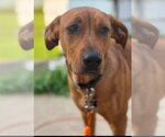 Small #1 Labrador Retriever Mix