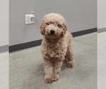 Small Photo #2 Goldendoodle (Miniature) Puppy For Sale in St. Louis Park, MN, USA