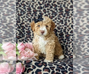 Sheepadoodle Dog for Adoption in GLEN ROCK, Pennsylvania USA