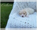 Puppy 3 Havachon