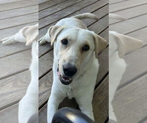 Labrador Retriever-Unknown Mix Dogs for adoption in Fort Collins, CO, USA