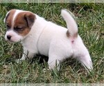 Small #1 Jack Russell Terrier