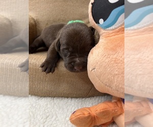 Labrador Retriever Puppy for sale in NEOLA, WV, USA