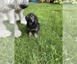 Small Photo #24 Aussiedoodle Miniature  Puppy For Sale in COMMERCE, MI, USA