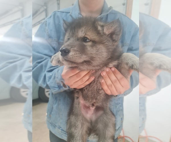 Medium Photo #13 Wolf Hybrid Puppy For Sale in DALTON, OH, USA