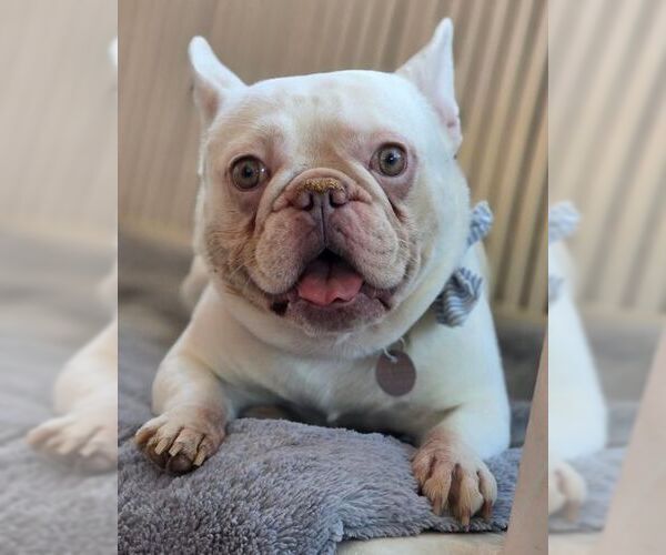 Medium Photo #4 French Bulldog Puppy For Sale in Tustin, CA, USA