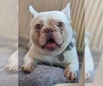 Small #3 French Bulldog