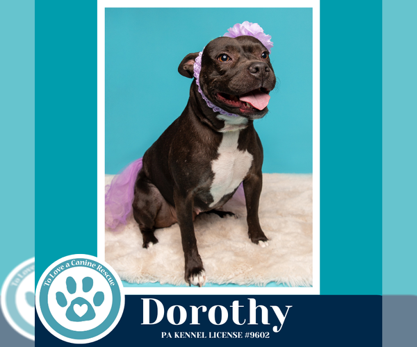 Medium Photo #5 Mutt Puppy For Sale in Kimberton, PA, USA