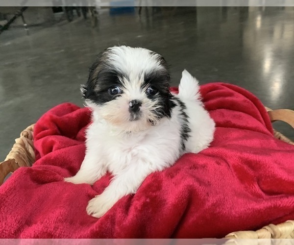 Medium Photo #2 Zuchon Puppy For Sale in GREENWD, IN, USA