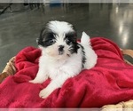 Small Photo #2 Zuchon Puppy For Sale in GREENWD, IN, USA