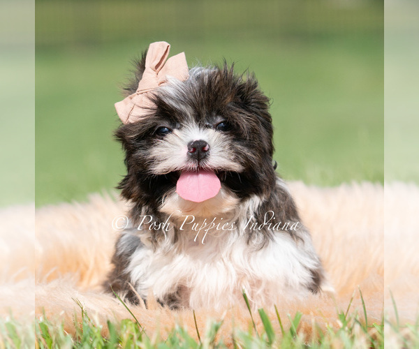 Medium Photo #13 Shih Tzu Puppy For Sale in WARSAW, IN, USA