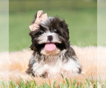 Small #3 Shih Tzu