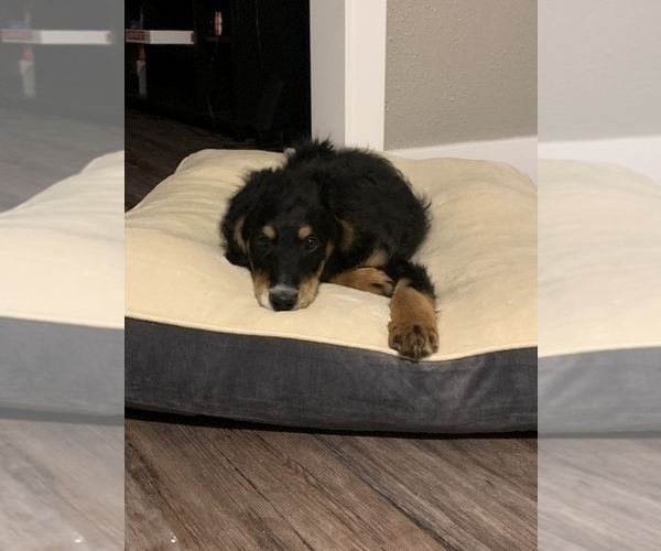 Medium Photo #5 Aussiedoodle Puppy For Sale in KOKOMO, IN, USA