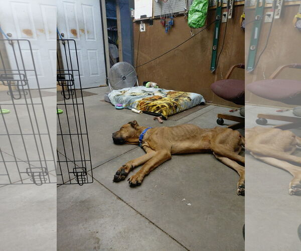 Medium Photo #2 Mutt Puppy For Sale in Belleville, MI, USA