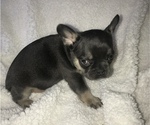 Small Photo #5 French Bulldog Puppy For Sale in TEMPE, AZ, USA