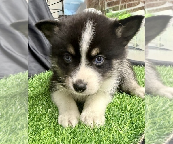 Medium Photo #35 Pomsky-Shiba Inu Mix Puppy For Sale in NASHUA, NH, USA
