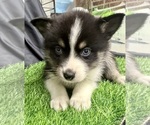 Small #2 Pomsky-Shiba Inu Mix