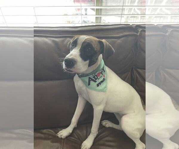 Medium Photo #7 Treeing Walker Coonhound Puppy For Sale in Chandler, AZ, USA