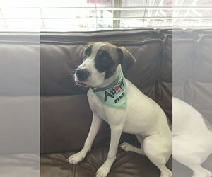 LAUREL - Female Treeing Walker Coonhound Dog for Adoption - Photo #7
