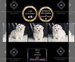 Small #2 Maltese