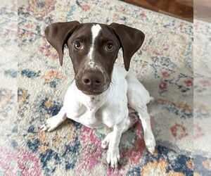 German Shorthaired Pointer Dogs for adoption in Menlo Park, CA, USA