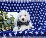 Small Photo #4 Poodle (Toy) Puppy For Sale in OXFORD, PA, USA