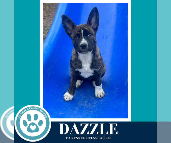 Medium Photo #5 Siberian Husky-Unknown Mix Puppy For Sale in Kimberton, PA, USA