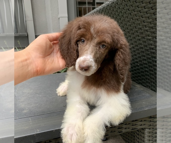 Medium Photo #2 Poodle (Standard) Puppy For Sale in HOUSTON, TX, USA
