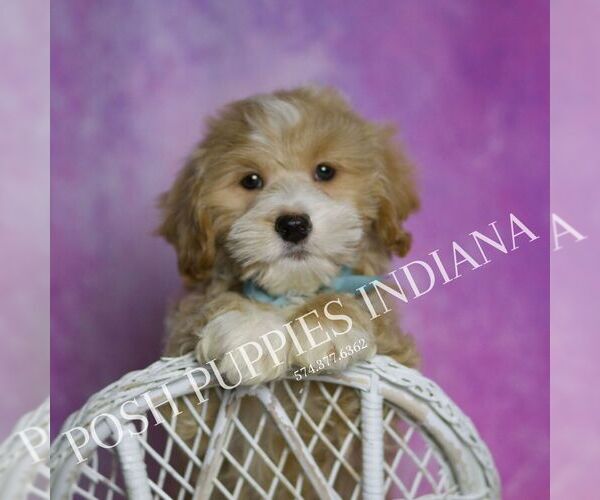 Medium Photo #6 Maltipoo Puppy For Sale in WARSAW, IN, USA