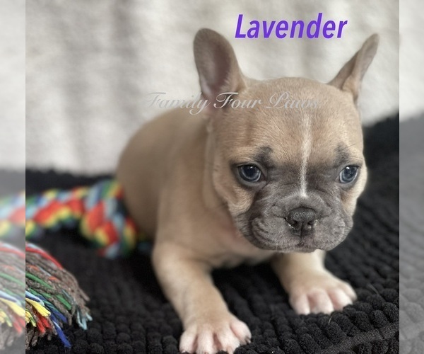 Medium Photo #28 Faux Frenchbo Bulldog Puppy For Sale in HOODSPORT, WA, USA