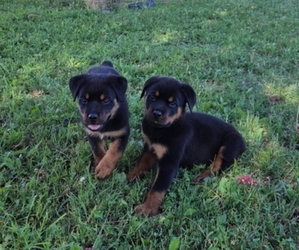 Rottweiler Puppy for sale in JURUPA VALLEY, CA, USA