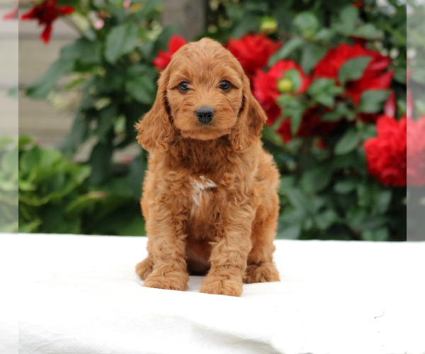 Medium Photo #4 Goldendoodle-Poodle (Miniature) Mix Puppy For Sale in MYERSTOWN, PA, USA