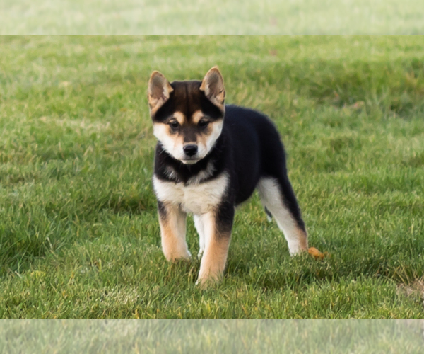 Medium Photo #13 Shiba Inu Puppy For Sale in MILLERSBURG, IN, USA