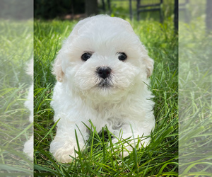 Zuchon Puppy for sale in FAIRBANK, IA, USA