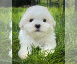 Image preview for Ad Listing. Nickname: Stanley